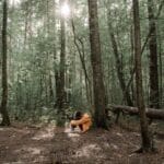 A child in a yellow jacket sits alone in a serene, sunlit forest, surrounded by tall trees.