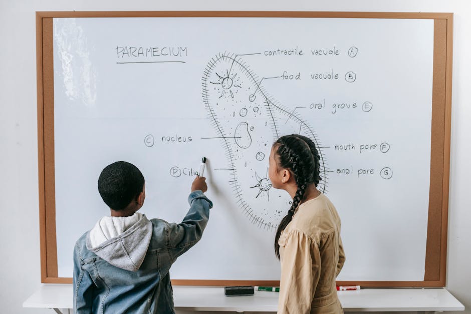 Two kids learning biology, engaging with a whiteboard diagram of a paramecium in a classroom setting.