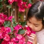 A young girl enjoys the beauty of vibrant pink bougainvillea blossoms outdoors.